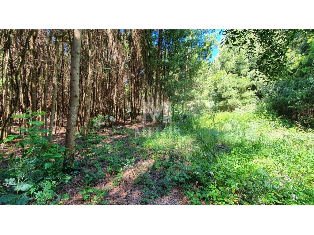 Magnífico Terreno Moledo/Cristelo - Grande imagem: 5/12