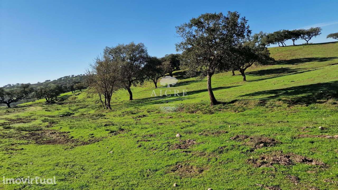HERDADE GANADEIRA E SUINOCULTURA - Grande imagem: 2/60