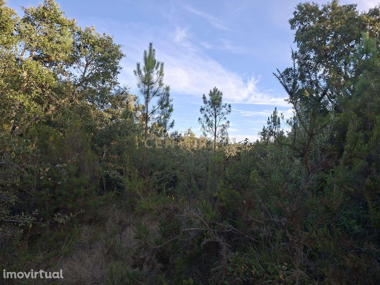 Terreno Agroflorestal em Gesteira, Soure - 9110m² - Grande imagem: 3/17