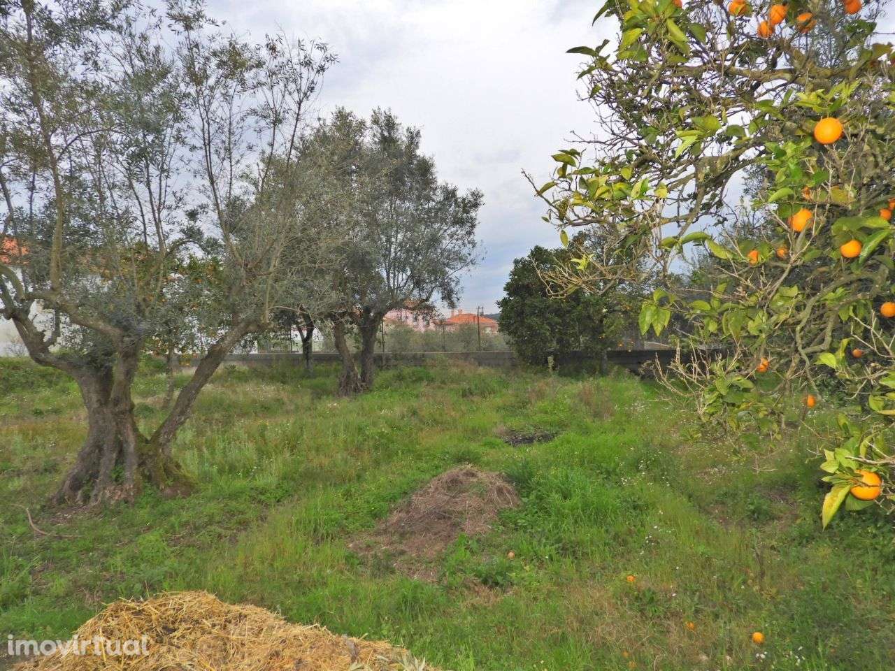 Terreno para Construção - Ulme - Grande imagem: 3/8