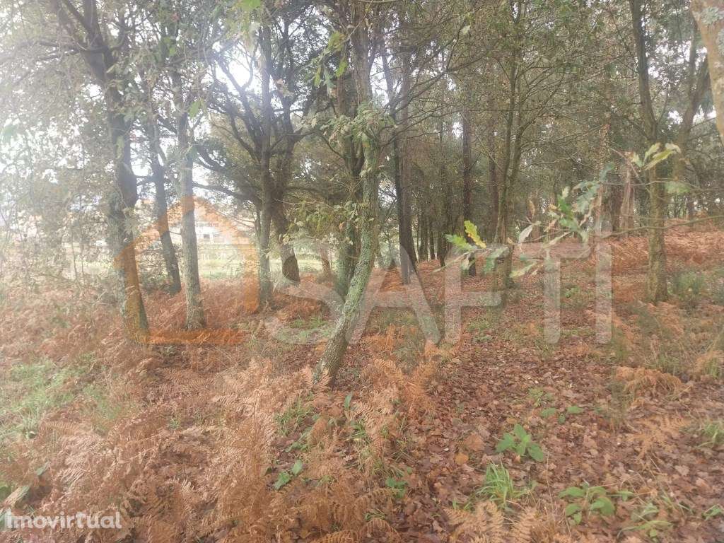 Terreno Rustico, para construção de 3 moradia - Grande imagem: 4/8