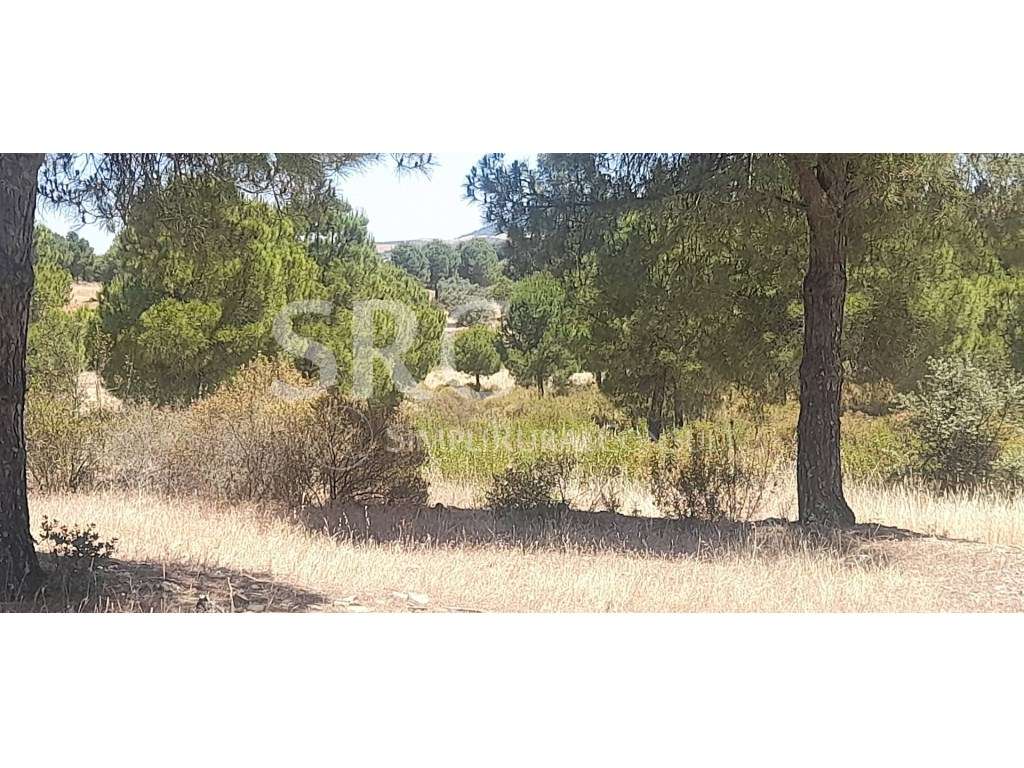 Herdade com 160 Hectares | Património Florestal e Potencial Cinegét... - Grande imagem: 4/7