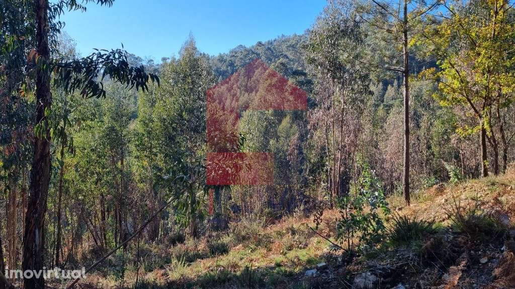 Terreno em floresta de produção, Gondiães - Grande imagem: 3/12
