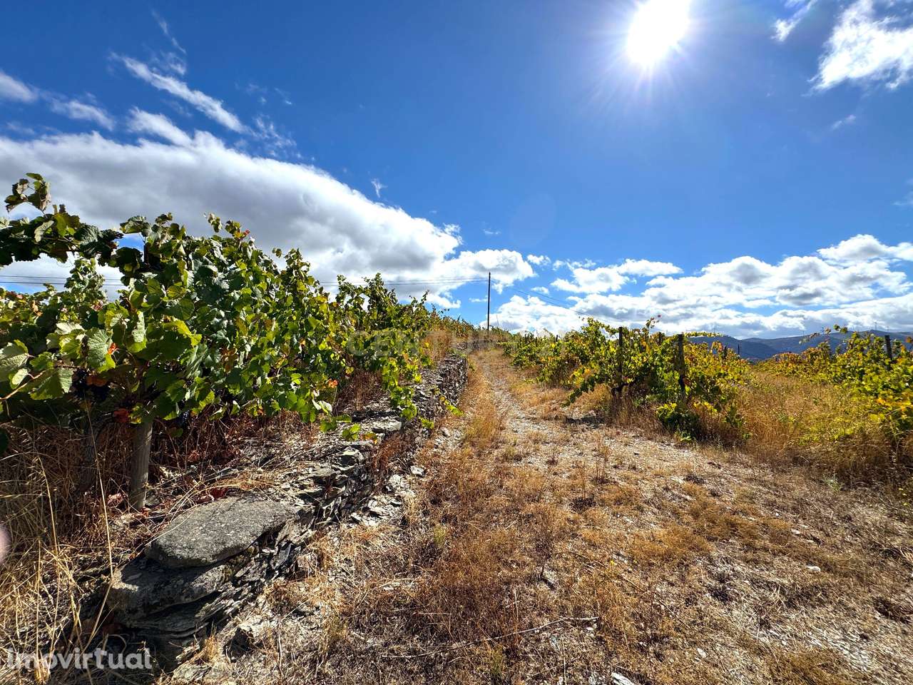Propriedade Agrícola no Coração do Douro com Vinhas de Vinho do Porto, - Grande imagem: 5/29