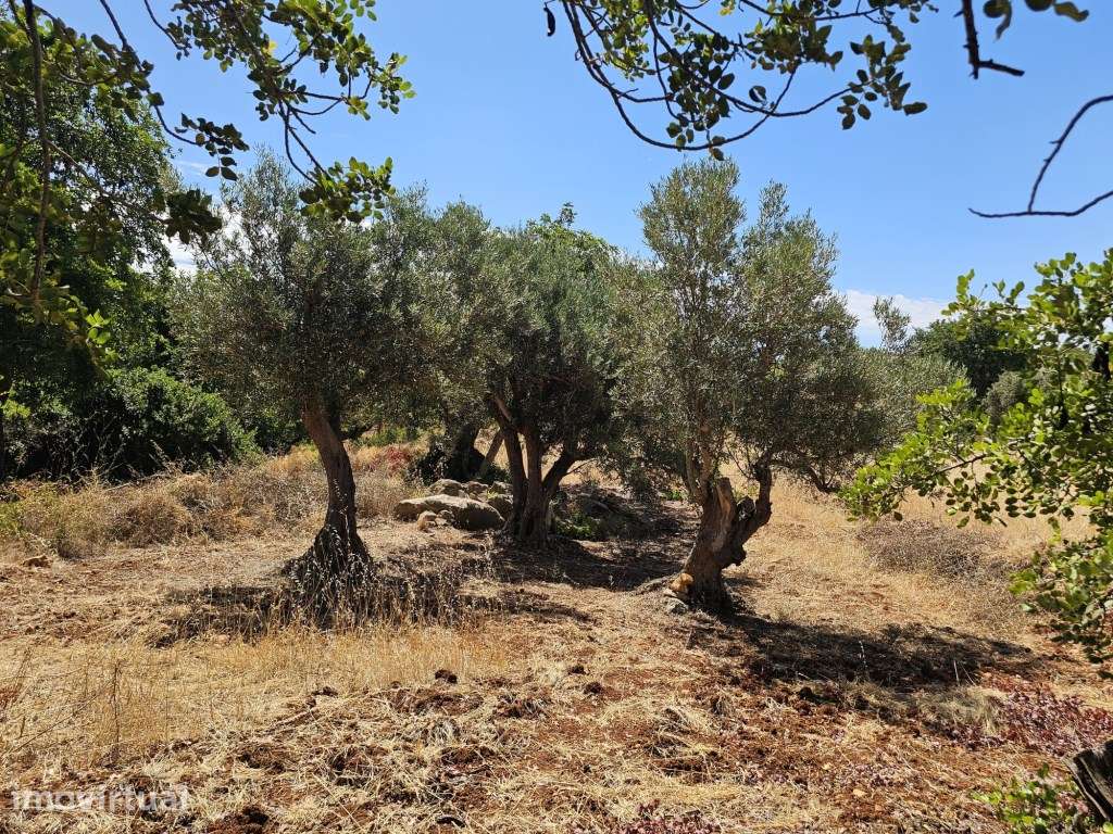 Terreno Rústico Plano nas Ferreiras - Albufeira - Excelente Localiz... - Grande imagem: 2/14