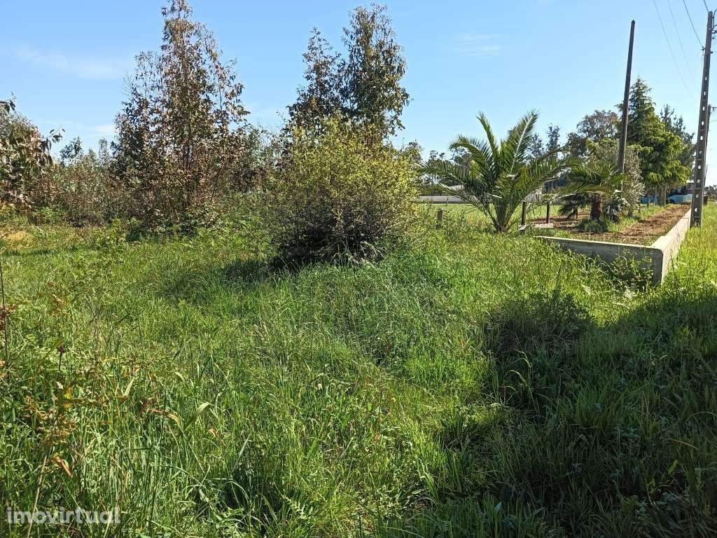 Terreno com 22.50m de frente para moradia - Alquerubim / Albergaria... - Grande imagem: 2/10