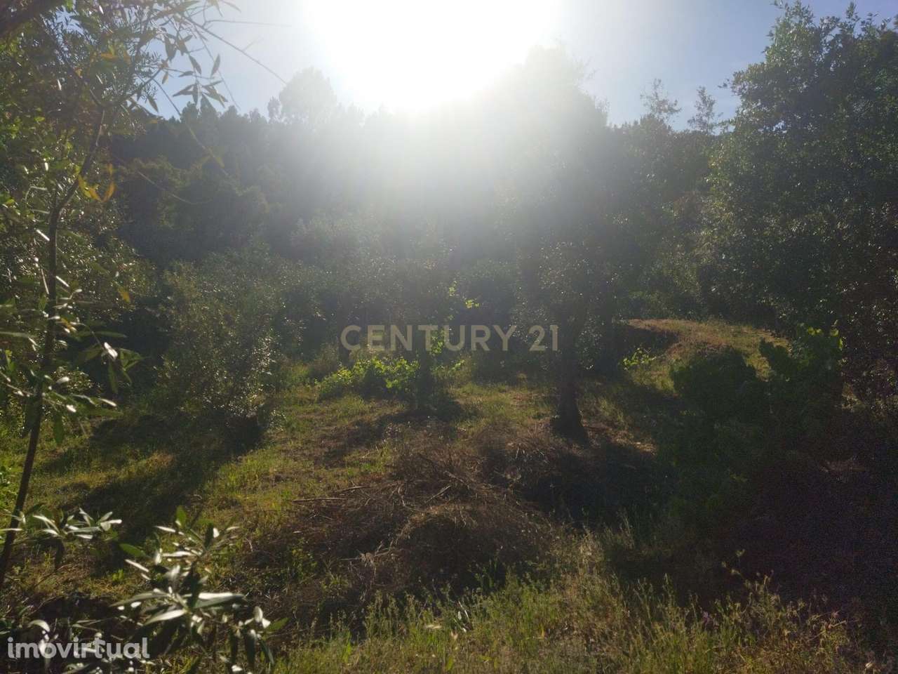 Terreno rústico | São Vicente da Beira, Castelo Branco - Grande imagem: 4/19