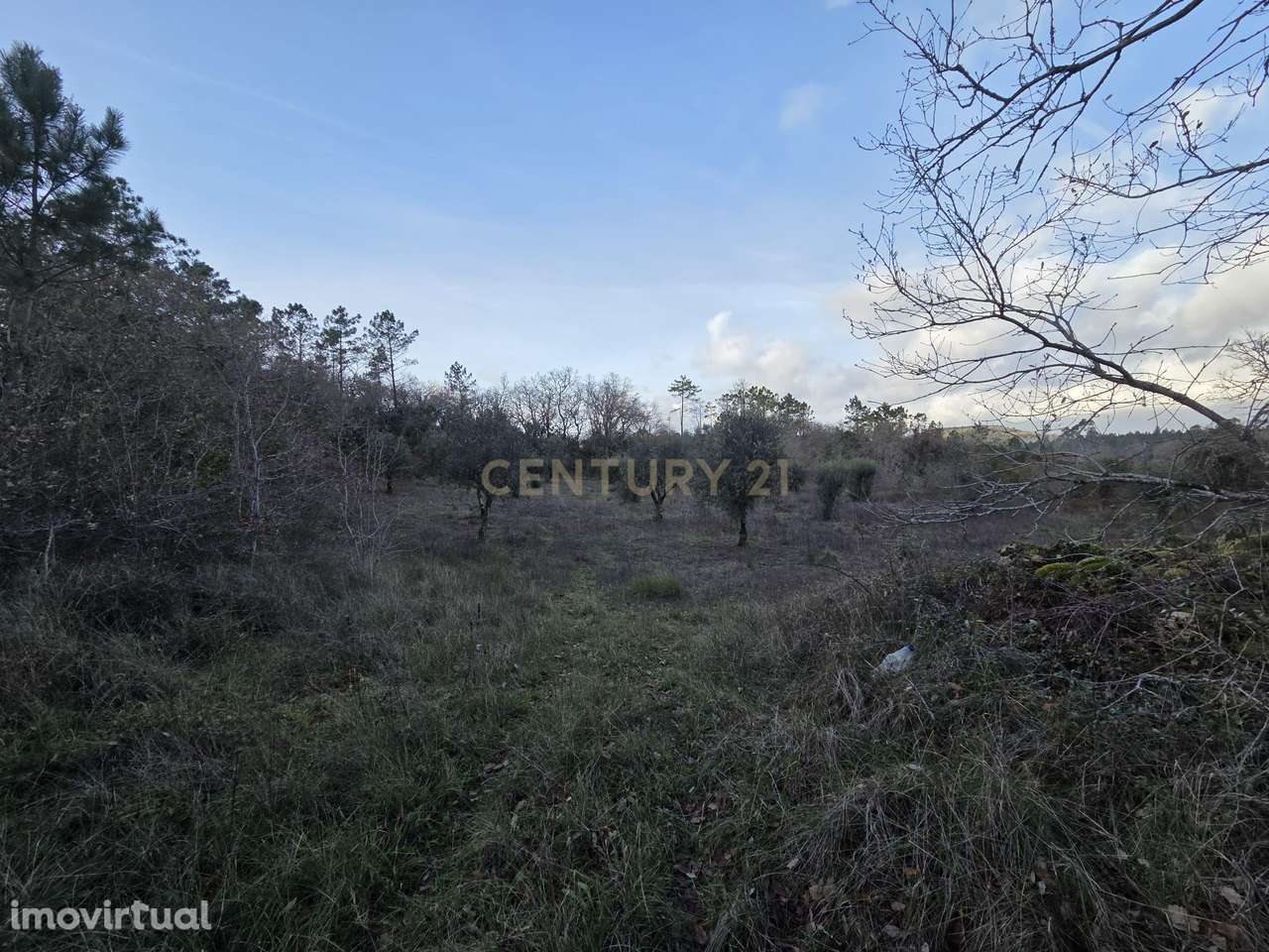 Terreno Rústico 27.000 m² || Alvorge || Ansião - Grande imagem: 4/15