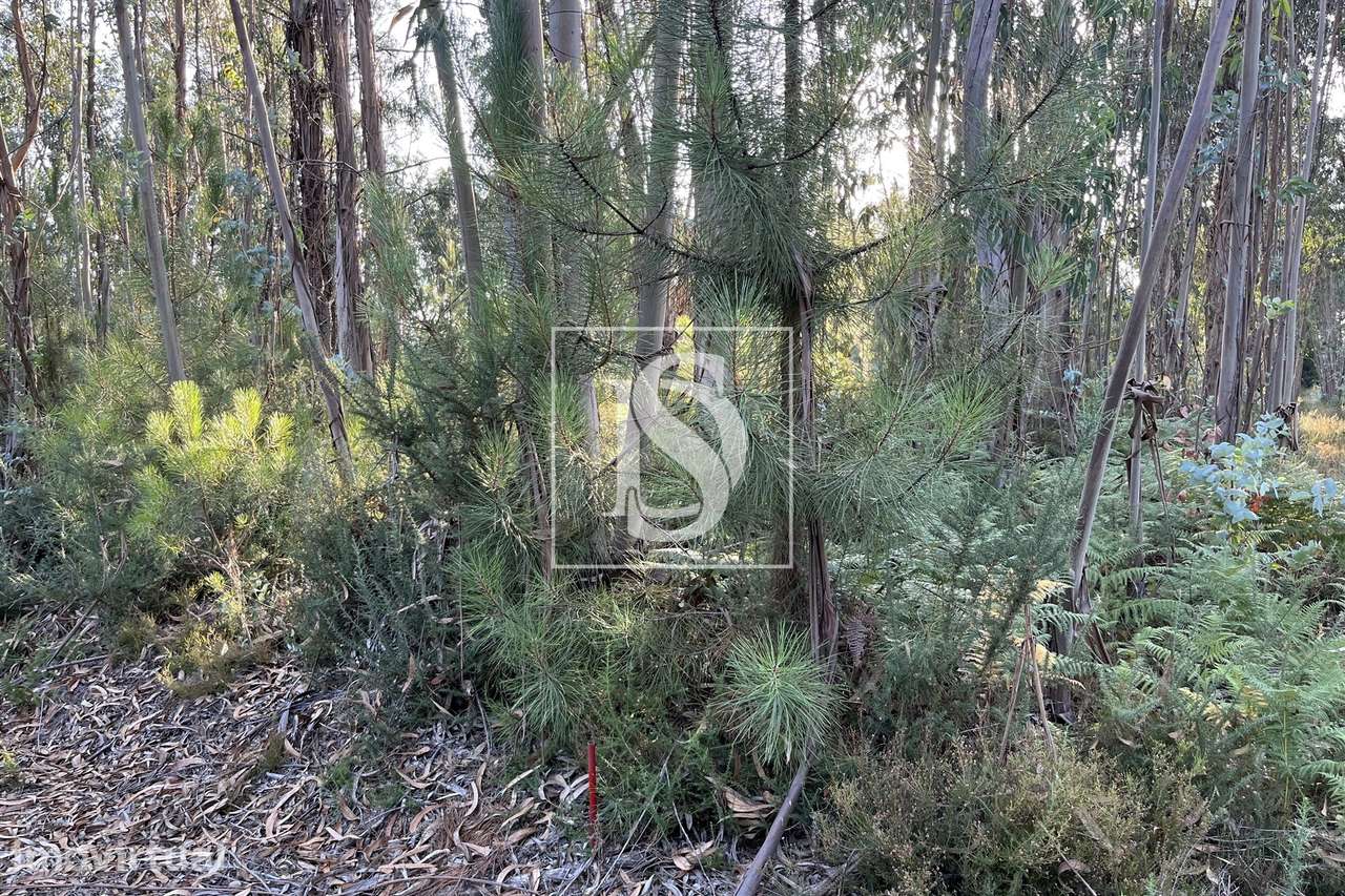 Terreno  Venda em Canas de Santa Maria,Tondela - Grande imagem: 5/6