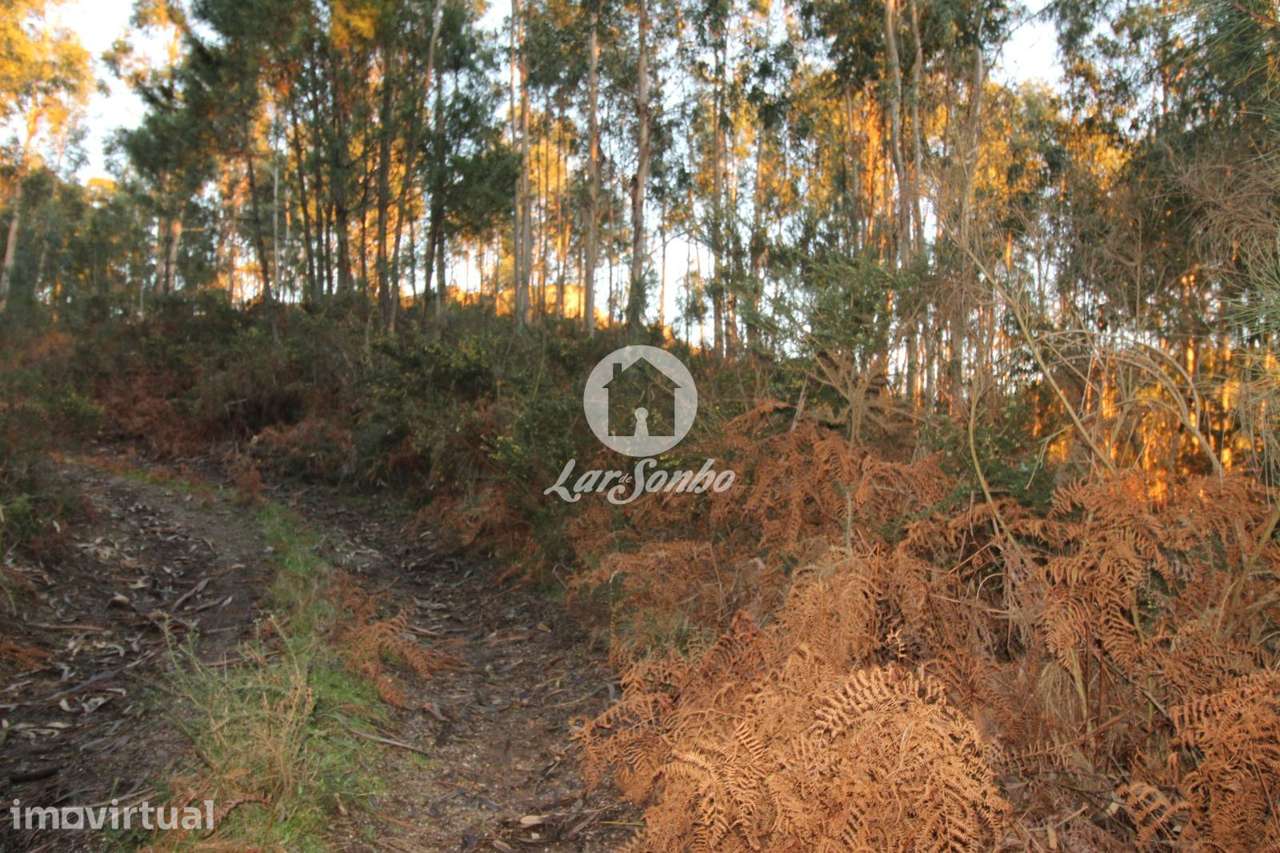 Terreno rústico Quinchães Fafe - Grande imagem: 3/15