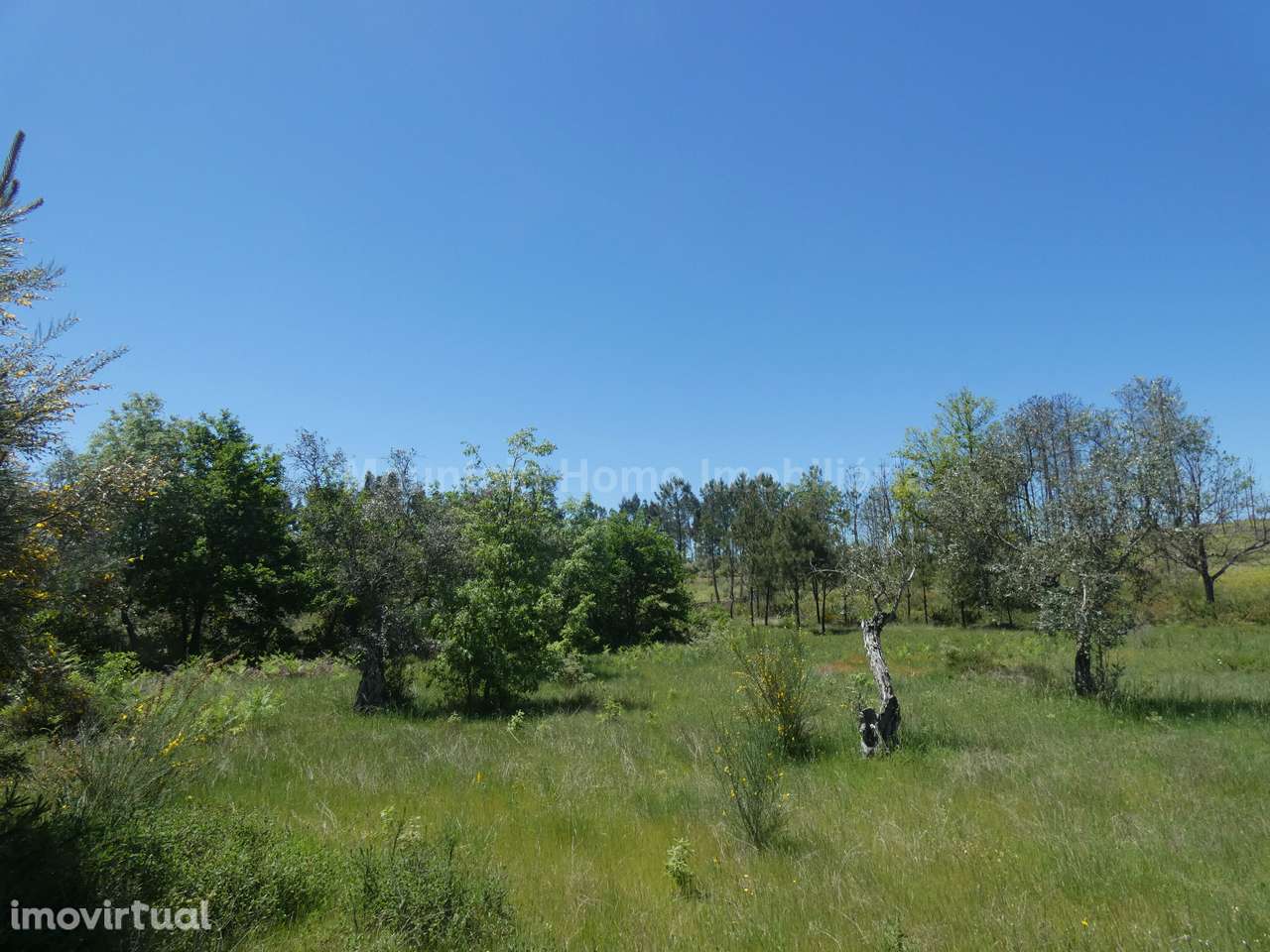 Terreno  Venda em Santiago,Seia - Grande imagem: 4/9