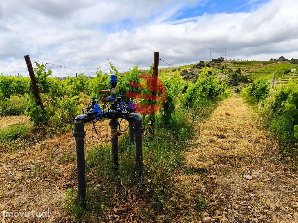 QUINTA NO DOURO SUPERIOR - Grande imagem: 4/17