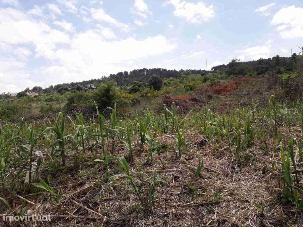 Quinta de Cima - Grande imagem: 3/3