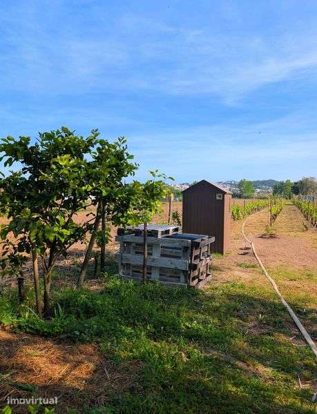 Terreno Agrícola Horta e Vinhas 1800m2 - Grande imagem: 2/9