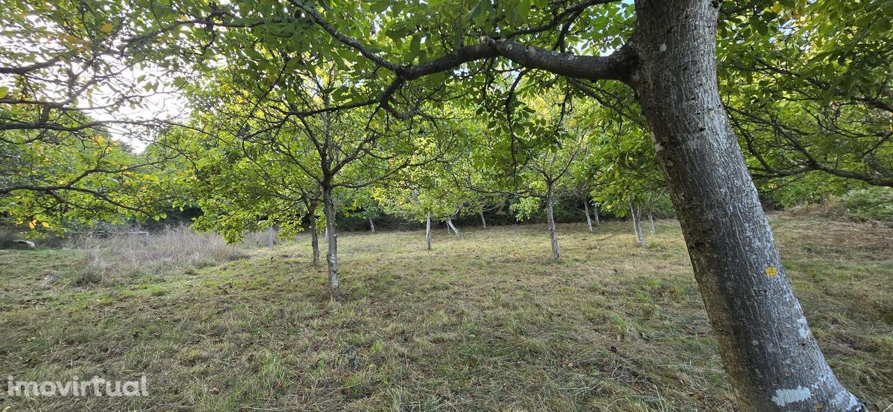 Terreno florestal em Gestaçô, Baião - Grande imagem: 3/3