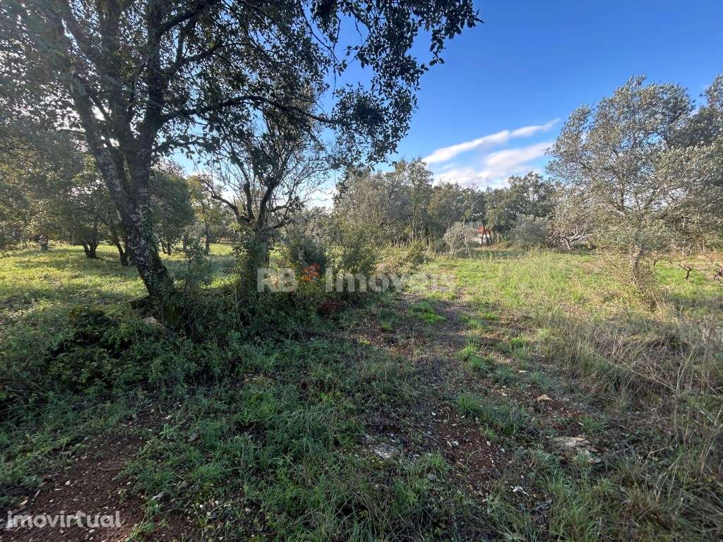 Terreno rústico - Carvalhal da Póvoa, Tomar - Grande imagem: 3/17