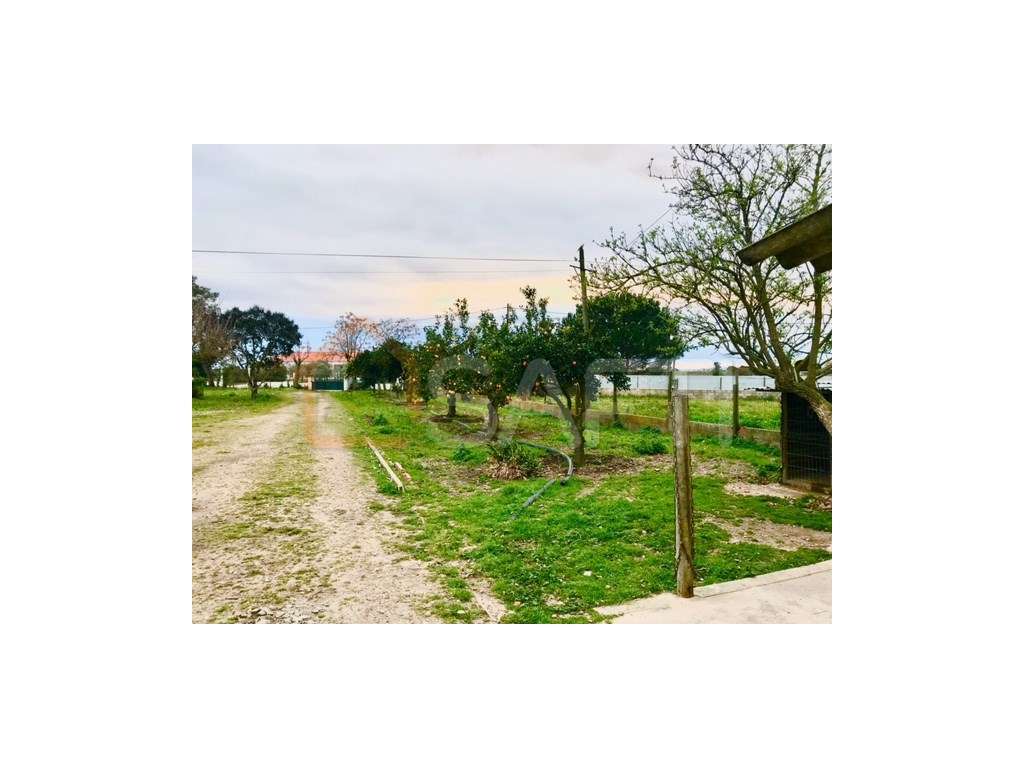 Quinta rural em Alpiarça - Grande imagem: 3/47