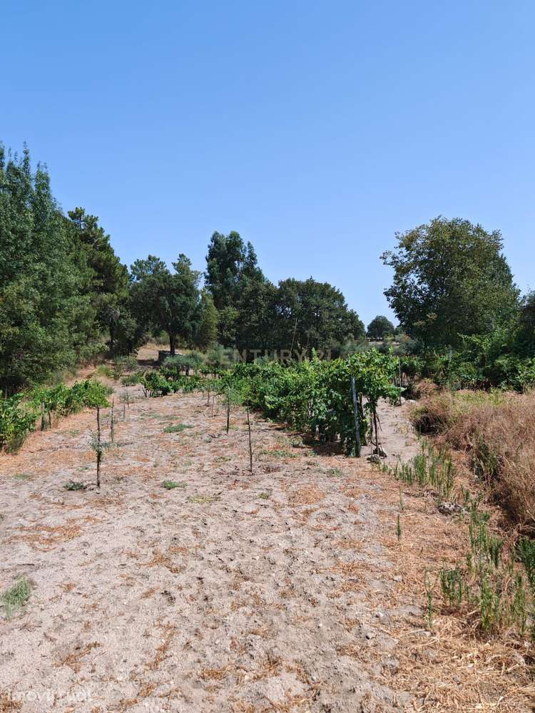 Terreno campestre localizado Aldeia Bispo, Penamacor - Grande imagem: 5/5