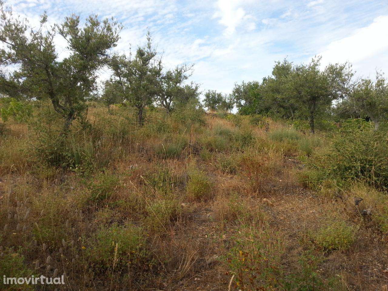 Terreno rústico em Póvoa de Penela, Penedono - Grande imagem: 4/5