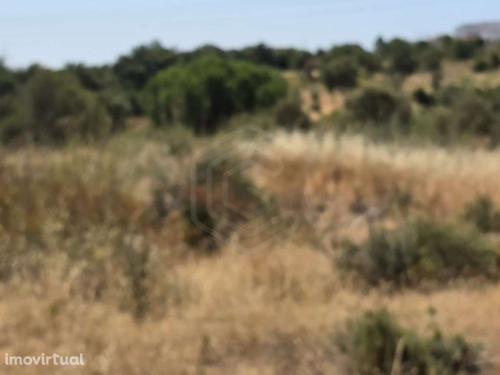Terreno rústico, com diversas árvores, Boliqueime, Algarve - Grande imagem: 3/20