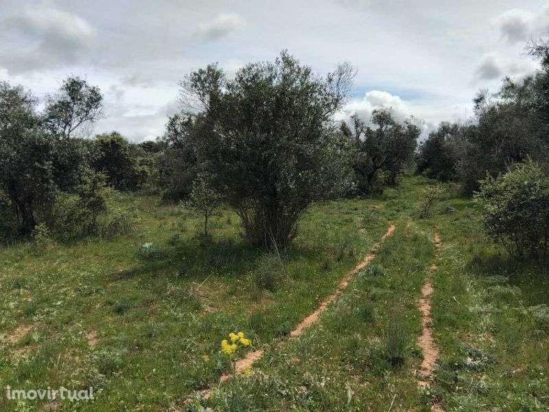 Olival tradicional em Vila boim, Elvas - Grande imagem: 3/5
