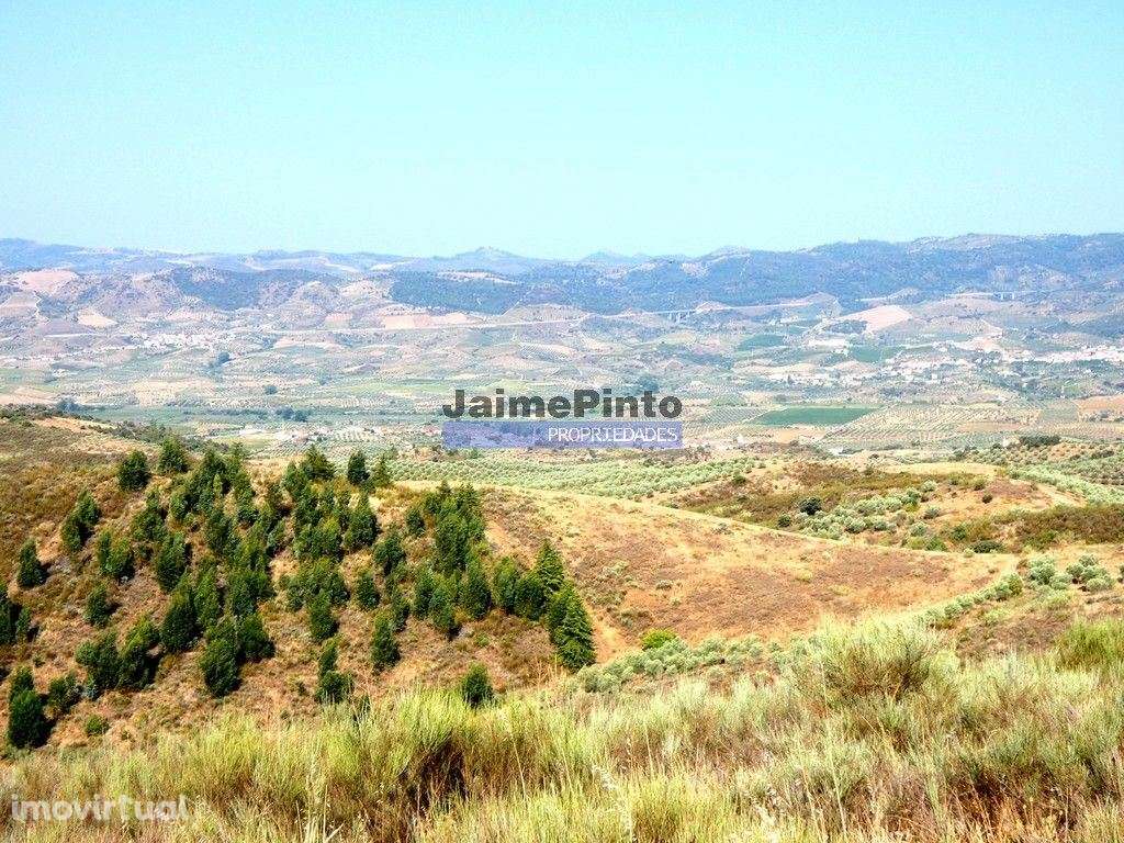 TERRENO AGRÍCOLA 104.000m2 para plantações novas. Portugal, ALFÂNDE... - Grande imagem: 2/9