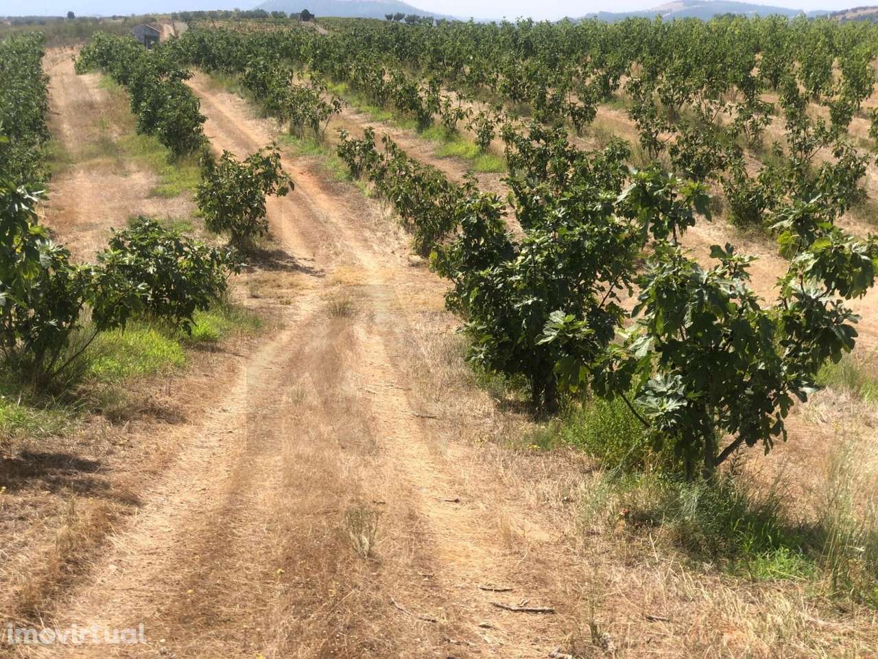 Quinta Agrícola em produção de Figos - Grande imagem: 3/14