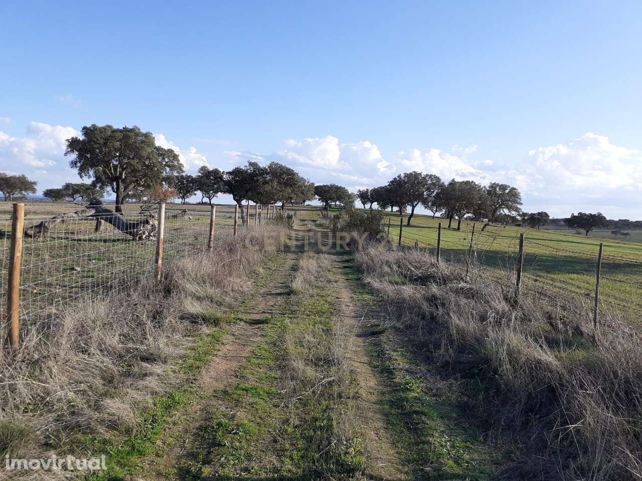 Baldio do Peral e Courela das Caldeiras - Cabeça de Carneiro - Grande imagem: 4/27