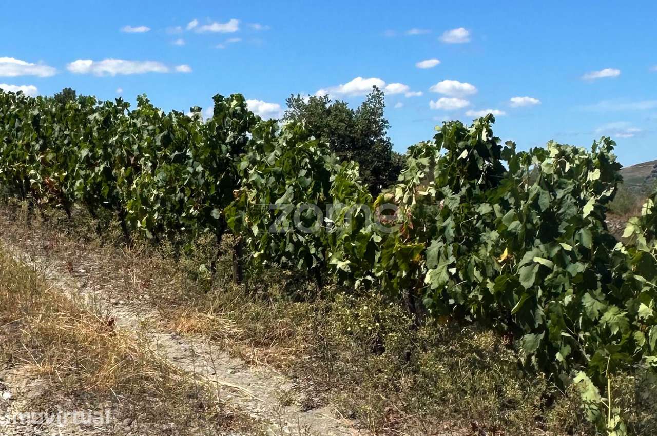Vinha Categoria B com Benefício | Castanheiro do Sul - Grande imagem: 5/15