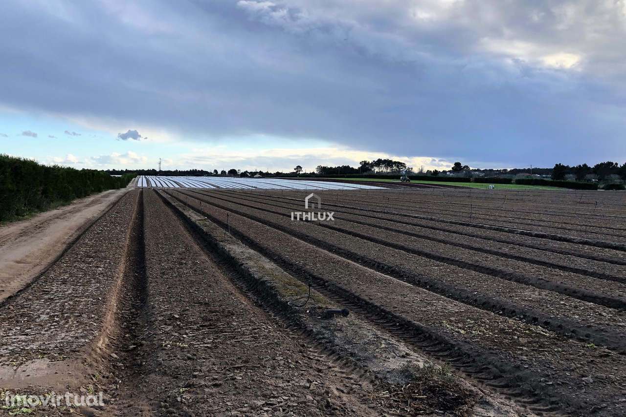 Terreno Rustico - Brescos - Lagoa de Santo André - Lagoa de Melides - Grande imagem: 2/20
