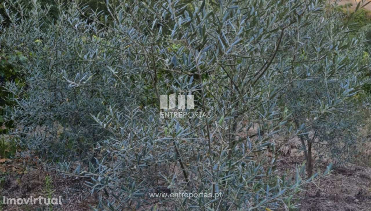 Venda de Terreno, Viariz Baião - Grande imagem: 5/17