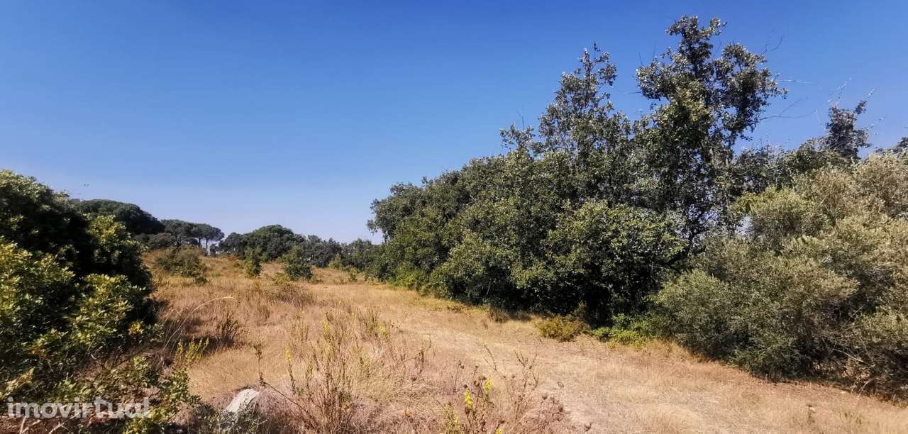 Terreno  Venda em Olaia e Paço,Torres Novas - Grande imagem: 3/8
