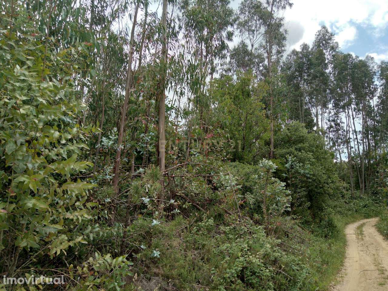 Terreno Rùstico - Grande imagem: 3/7