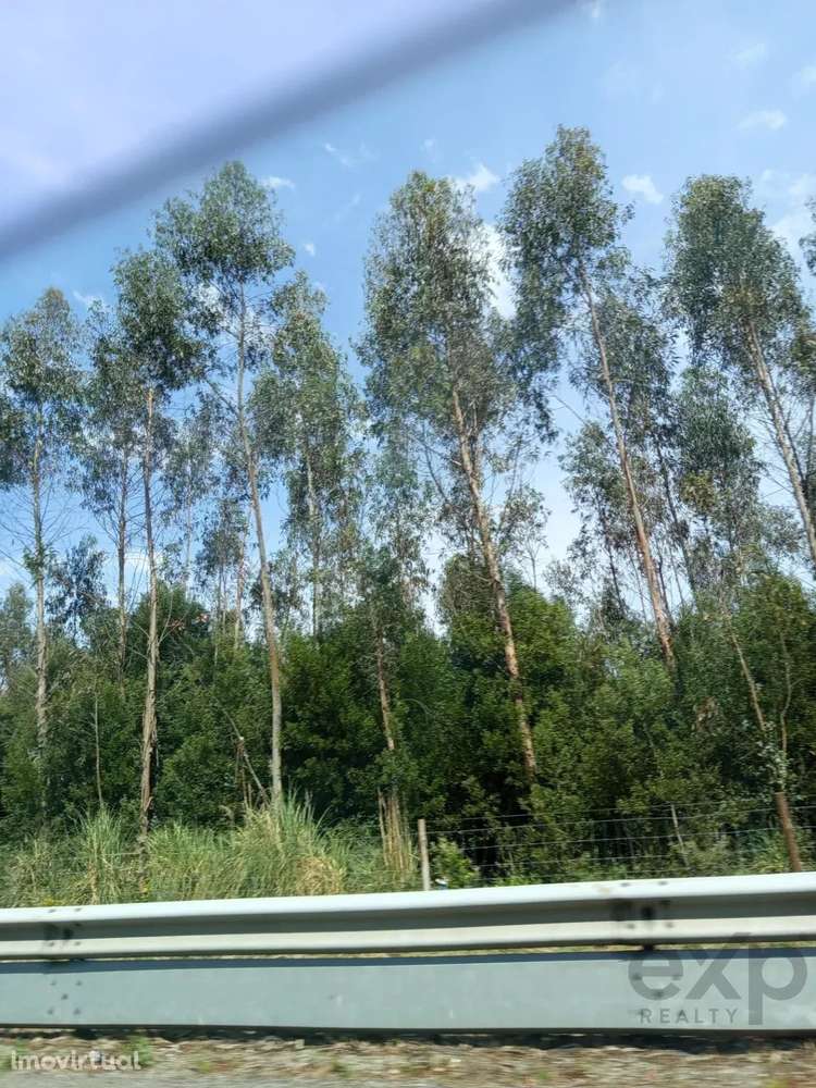 Terreno com 16 Hectares em Nelas - Grande imagem: 2/11