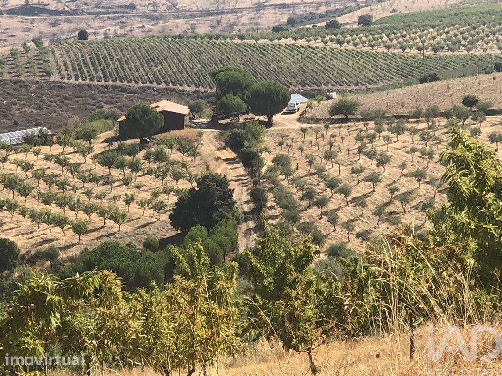 Terreno Agrícola em Poiares - Grande imagem: 3/27