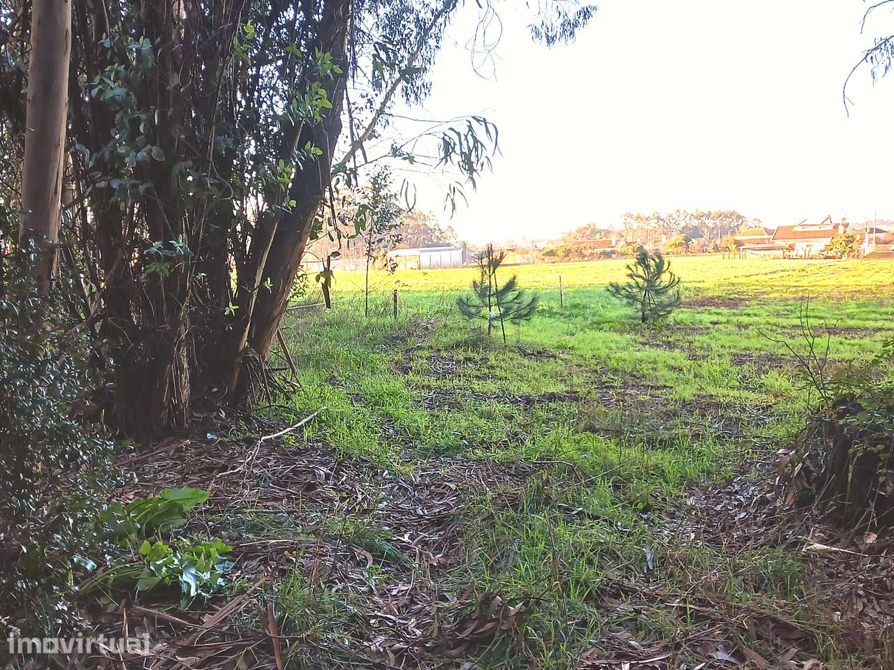 Terreno 4.674m² Guilhovai – Moradia • Nature Retreat • Animal Wellness - Grande imagem: 5/7