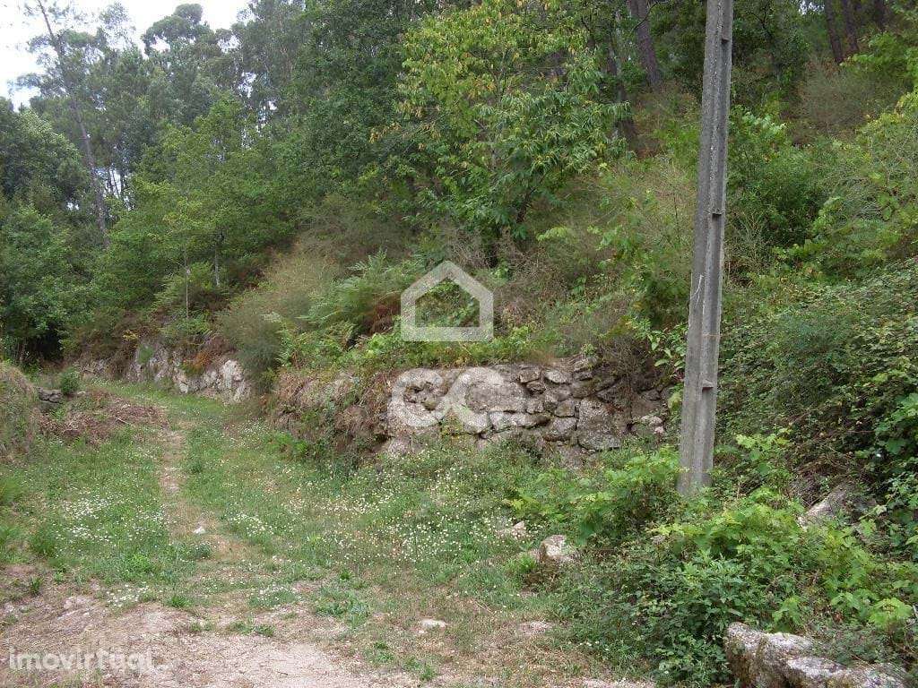 Terreno rústico - Terreno Florestal - Grande imagem: 2/12