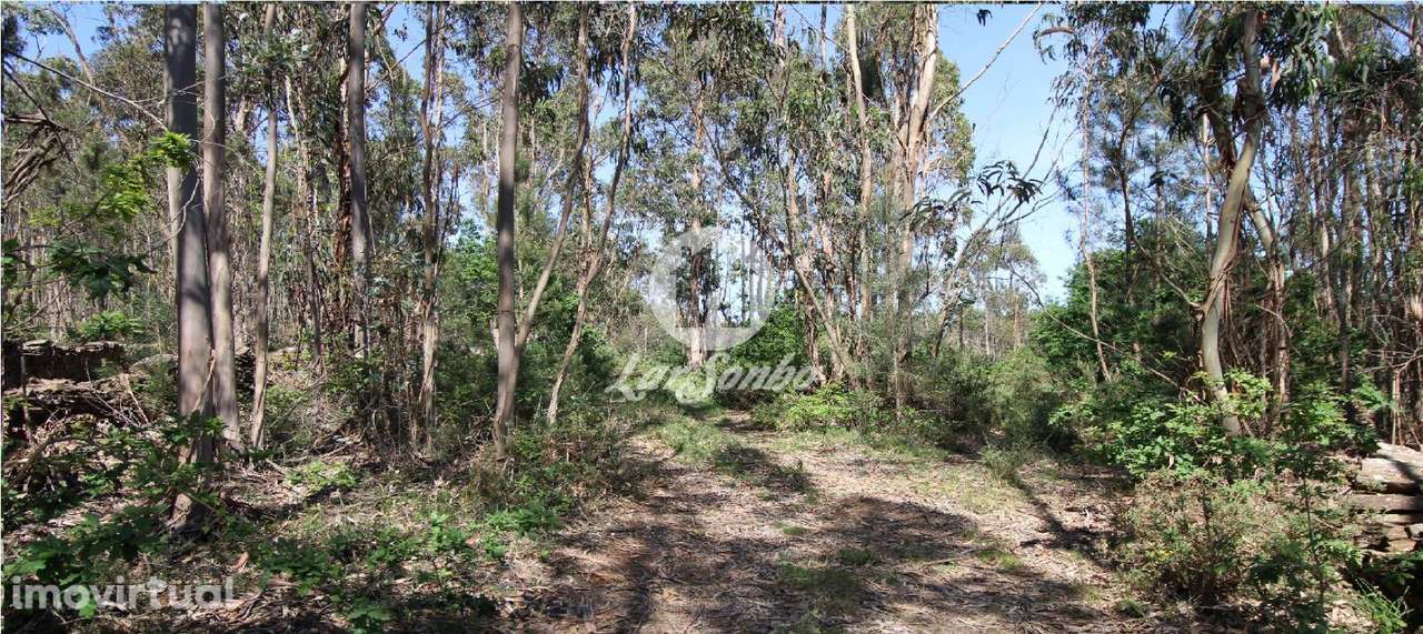 Bouça com 15.500m2 em Fradelos - Grande imagem: 2/5