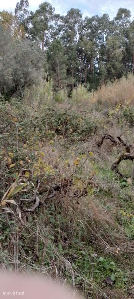 Terreno com vinha para venda - Grande imagem: 3/4