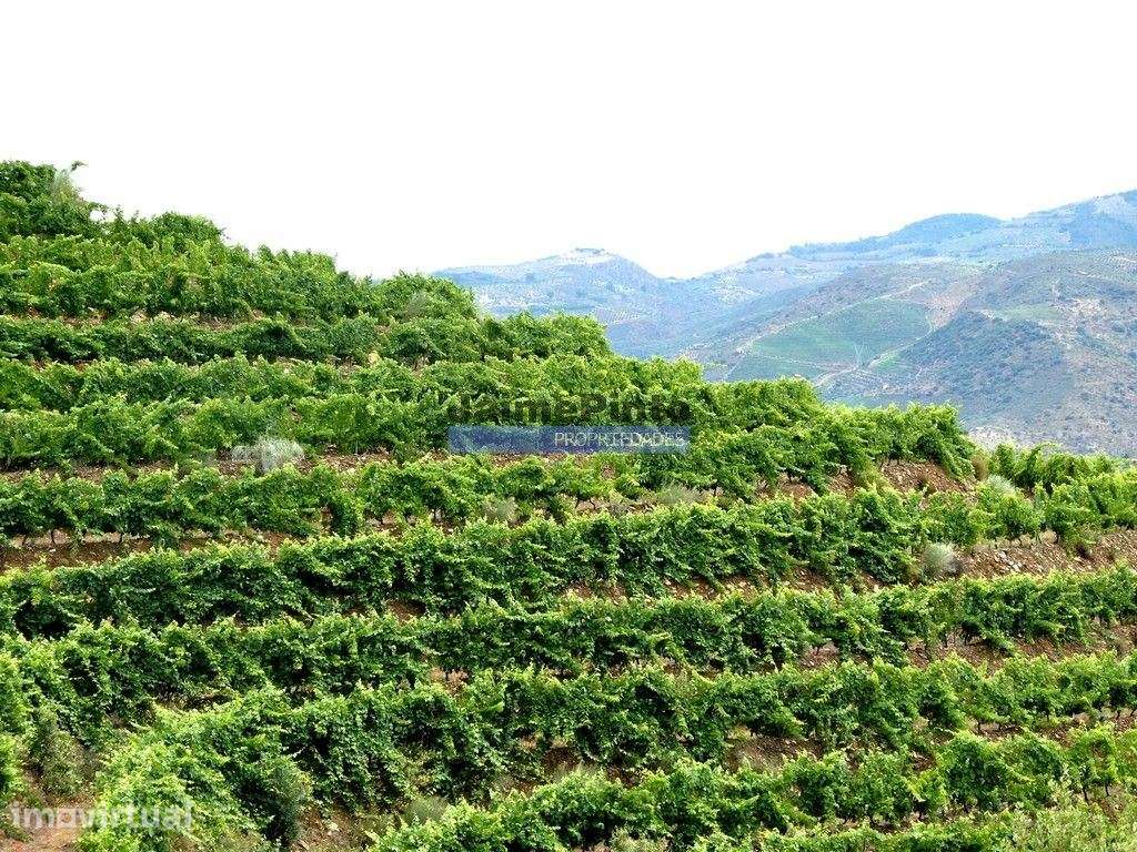 QUINTA 260.000m2 com VINHA. Douro Superior. Portugal, Vila Nova Foz... - Grande imagem: 5/8