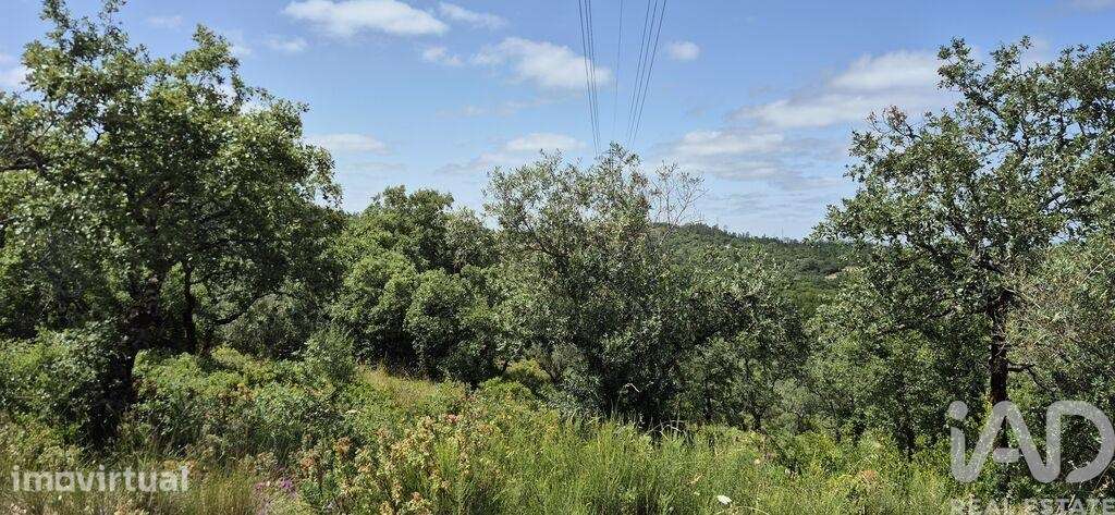 Terreno em Alqueidão da Serra - Grande imagem: 5/8