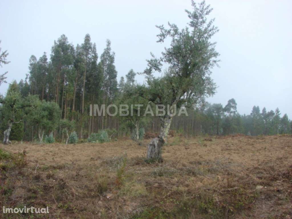 Terreno relativamente plano com uma ruína em pedra e oliveiras - Grande imagem: 5/5