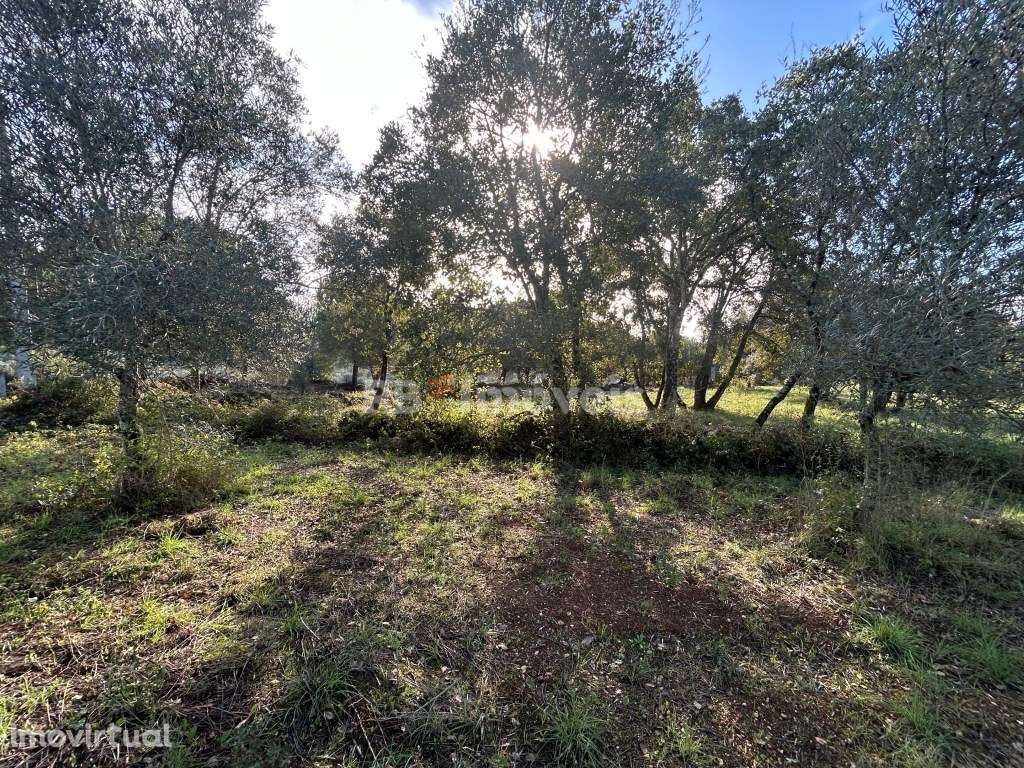 Terreno rústico - Carvalhal da Póvoa, Tomar - Grande imagem: 2/17