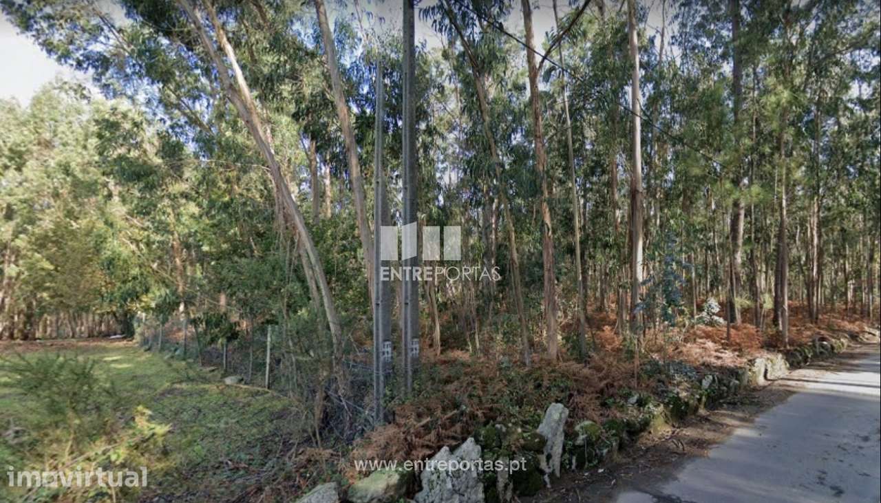 Venda de Terreno Florestal com 9000m2, Pereira, Barcelos - Grande imagem: 3/3