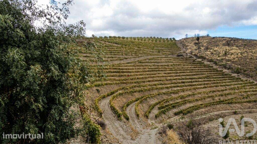 Quinta agricola em Cedovim de 54000 m2 - Grande imagem: 2/34