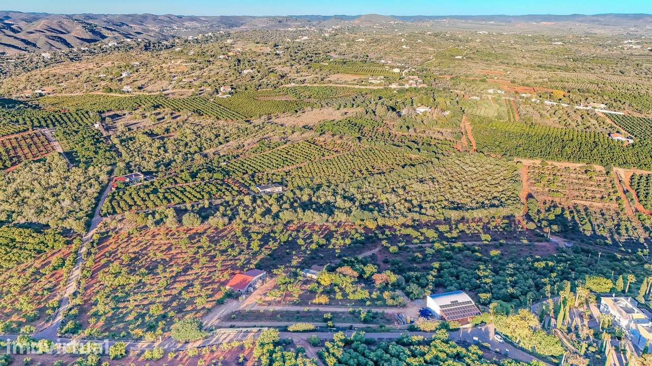 Pomar Produtivo 10 ha com Infraestruturas Premium - Grande imagem: 2/15