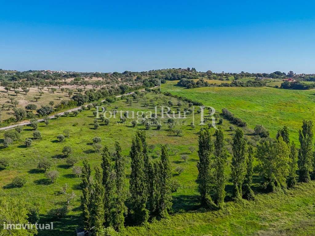 Conjunto de duas propriedades contíguas com 13 hectares, Torres Novas - Grande imagem: 5/49