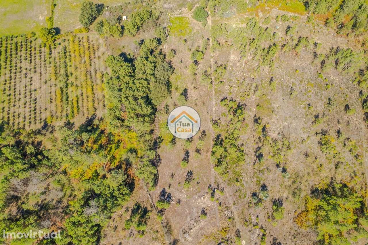 Terreno Rústico em Mangualde - Grande imagem: 5/16