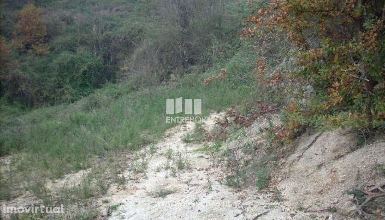 Venda Terreno, Várzea de Ovelha e Aliviada, Marco de Canavese - Grande imagem: 2/13