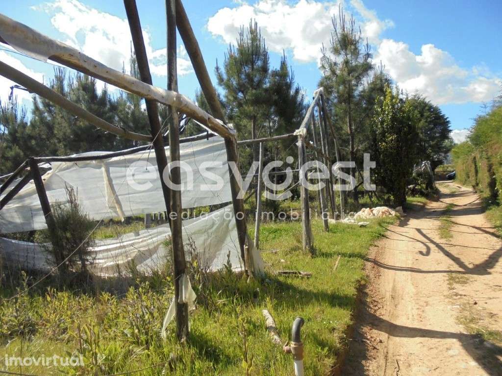 Terreno Rústico localizado 3 km da Vila de Ferreira do Zêzere - Grande imagem: 4/17